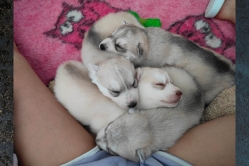 Rudi, Pika, Bolt, Smaili